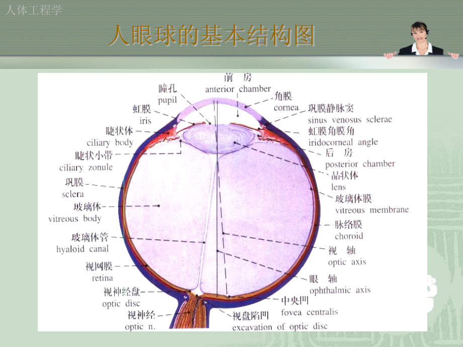 什么是人体工程学与视觉传达设计？精编版_第4页