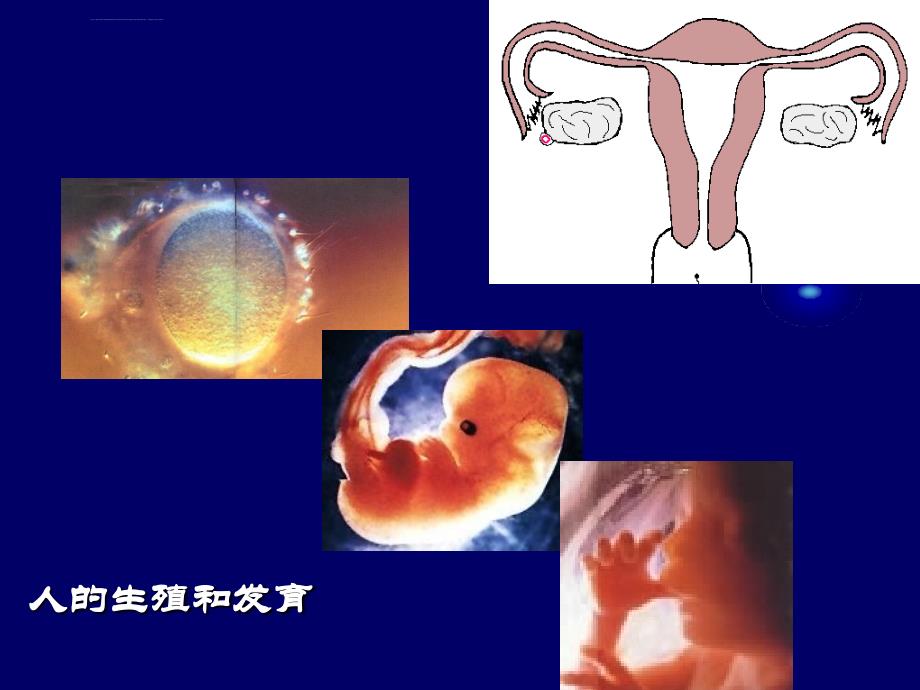 人教版教学课件高中生物人教版必修一第一章第一节：从生物圈到细胞课件-PPT文档资料_第4页