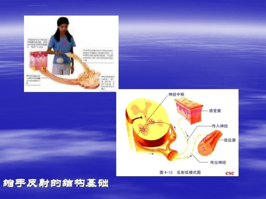 人教版教学课件高中生物人教版必修一第一章第一节：从生物圈到细胞课件-PPT文档资料_第5页