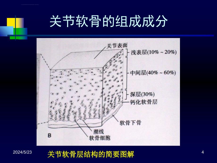 关节软骨的生物力学-PPT文档资料课件_第4页