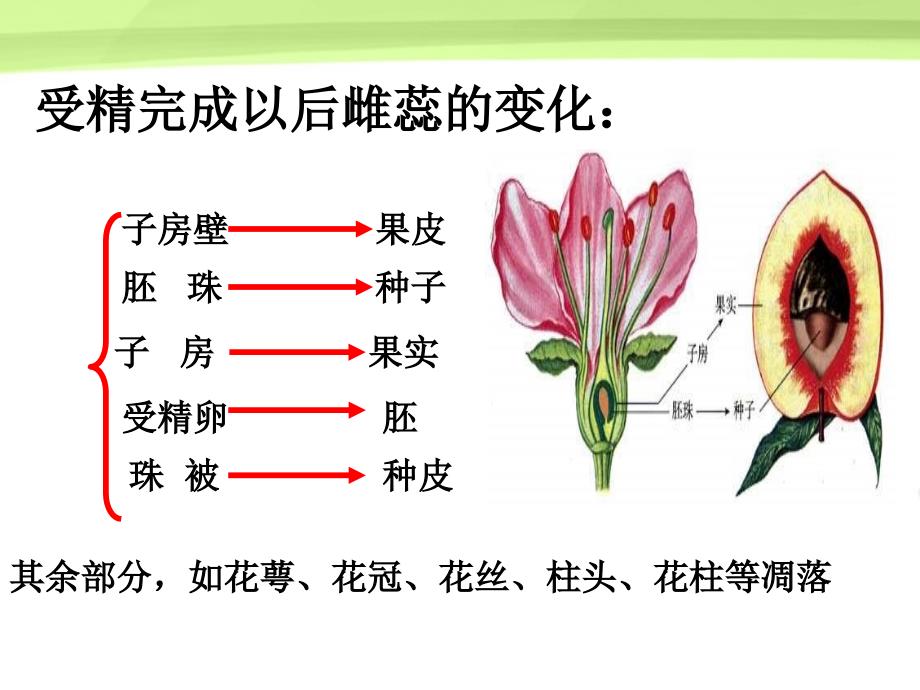 八年级生物上册 果实和种子的形成种子的结构课件_第4页