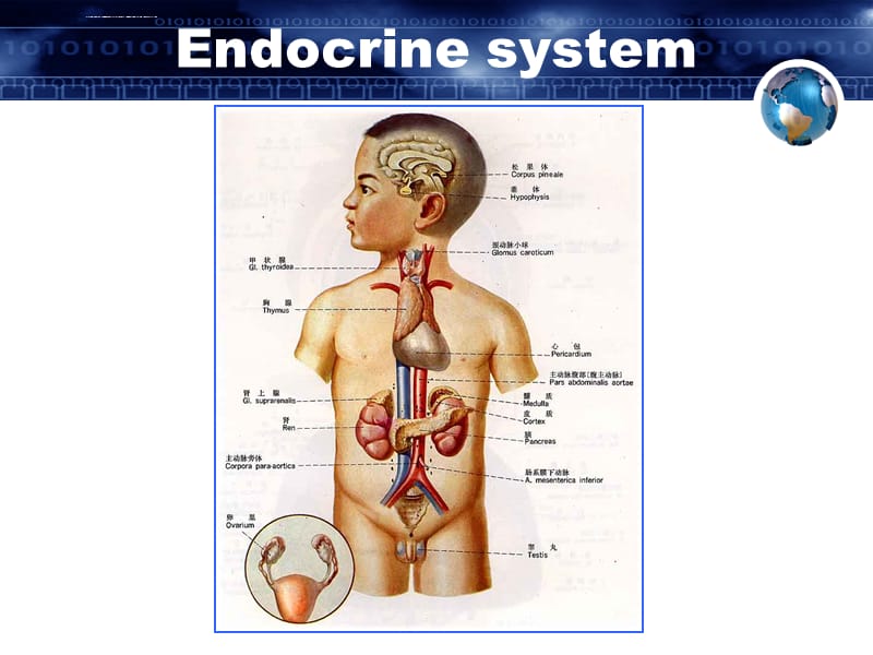 内分泌及代谢疾病概述课件_第3页