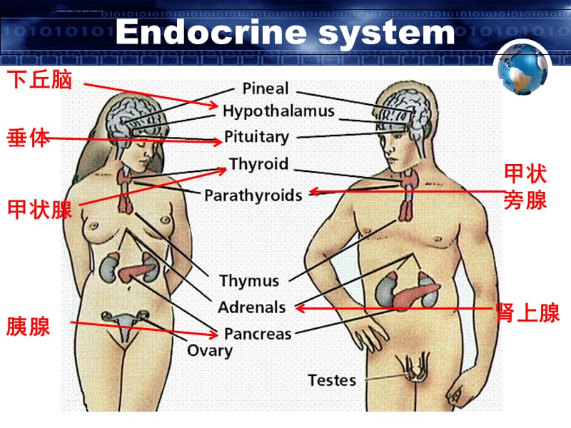 内分泌及代谢疾病概述课件_第4页
