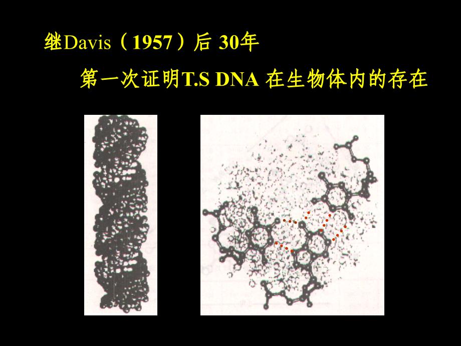 分子生物学课件chap23 2010_第4页