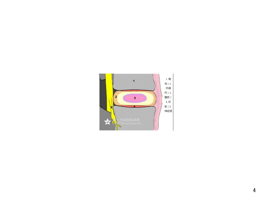 椎间盘及周围组织解剖PPT演示幻灯片_第4页