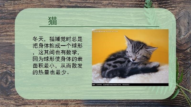 动物中的数学家课件_第5页