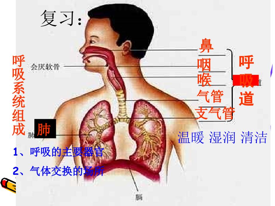 发生在肺内的气体交换PPT课件31 人教版_第1页
