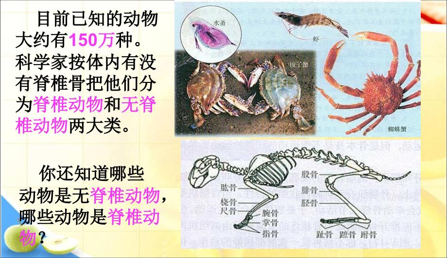 初中课件- 八年级生物上册《第一章_第一节_腔肠动物和扁形动物》课件_第2页