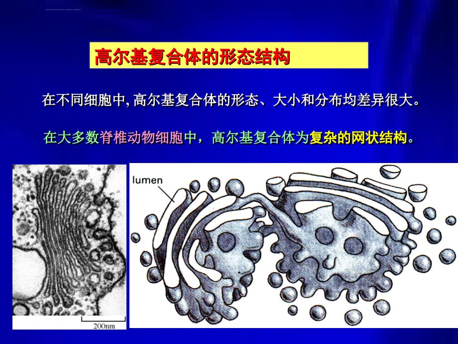 医学细胞生物学 第六章 3节-2 高尔基复合体课件_第4页