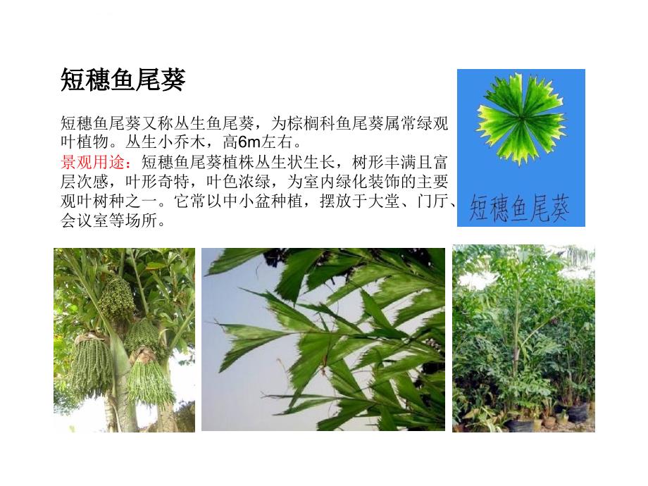 厦门常见植物 棕榈类课件_第4页