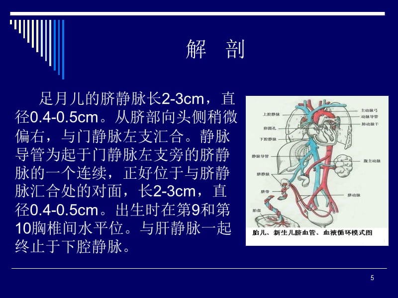 脐静脉置管（课堂PPT）_第5页