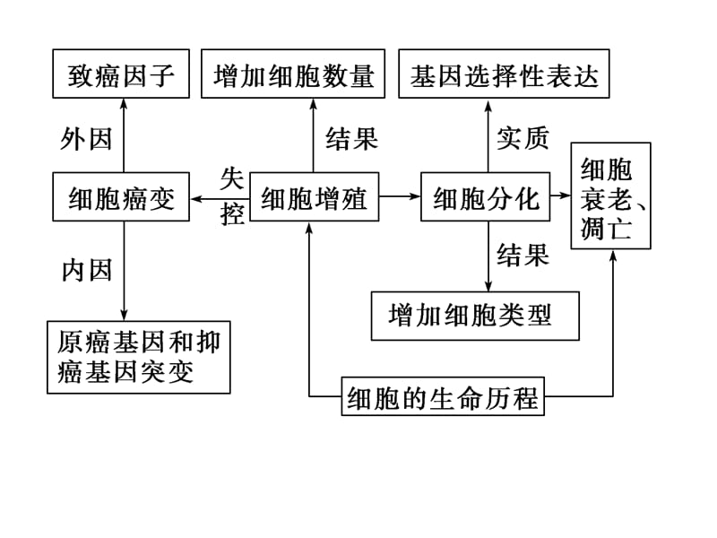 细胞分化（课堂PPT）_第4页