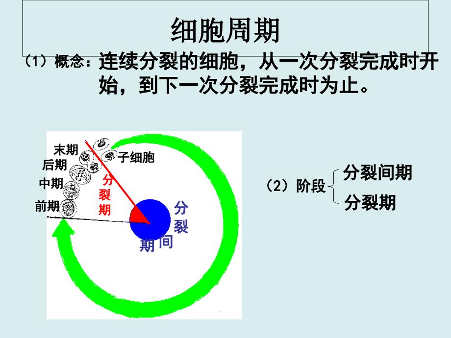 一轮复习：有丝分裂和减数分裂(实用)_第4页