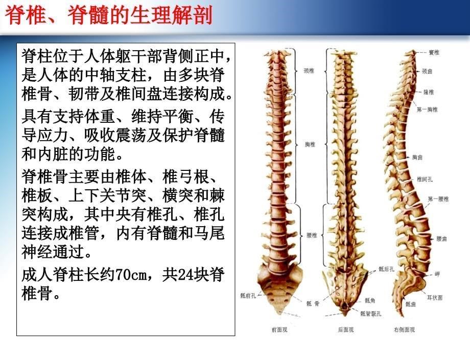 脊椎骨折及脊髓损伤的护理（课堂PPT）_第5页