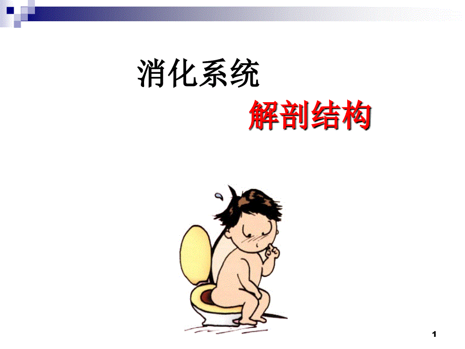 消化系统(解剖)（课堂PPT）_第1页