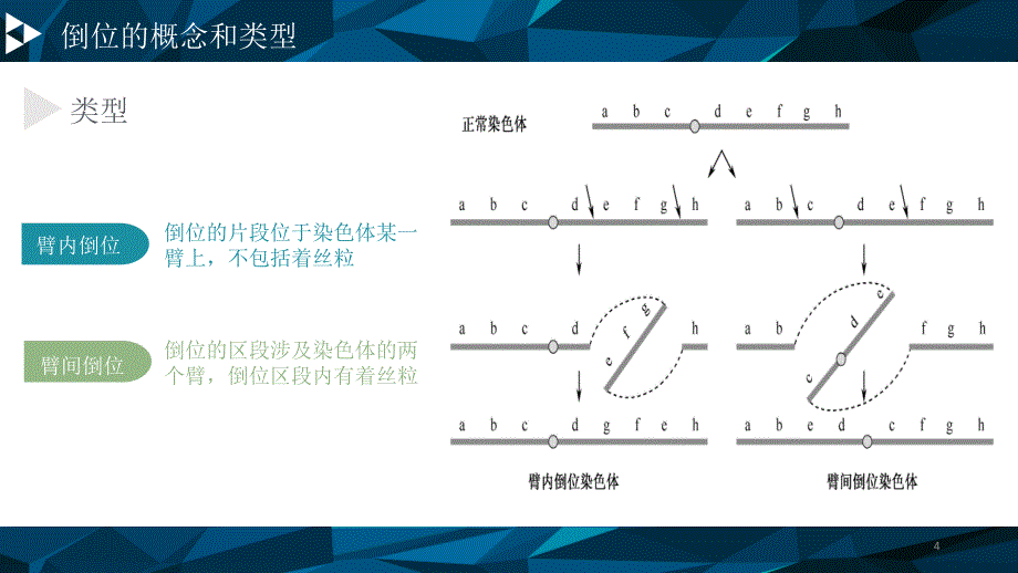 医学遗传学染色体倒位演示PPT_第4页