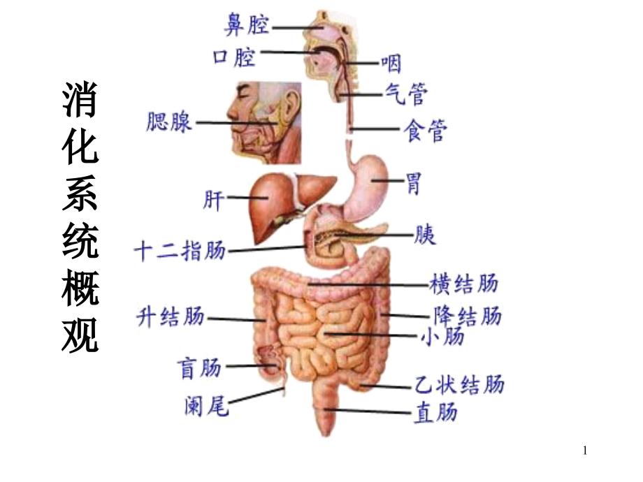 人体的消化系统(图)（课堂PPT）_第1页