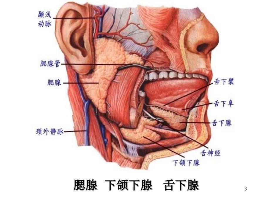 人体的消化系统(图)（课堂PPT）_第3页