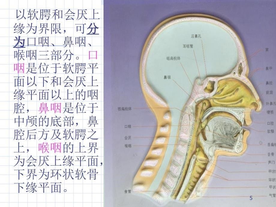 咽喉与脏腑经络关系（课堂PPT）_第5页