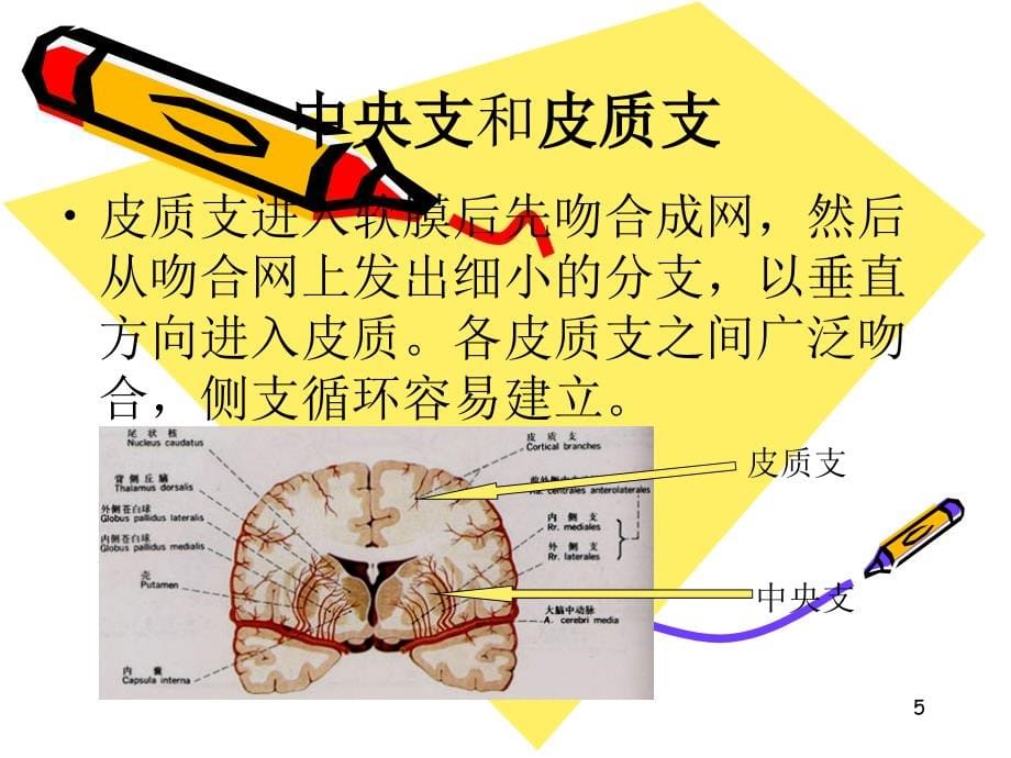 脑血管各支供血区分布演示PPT_第5页