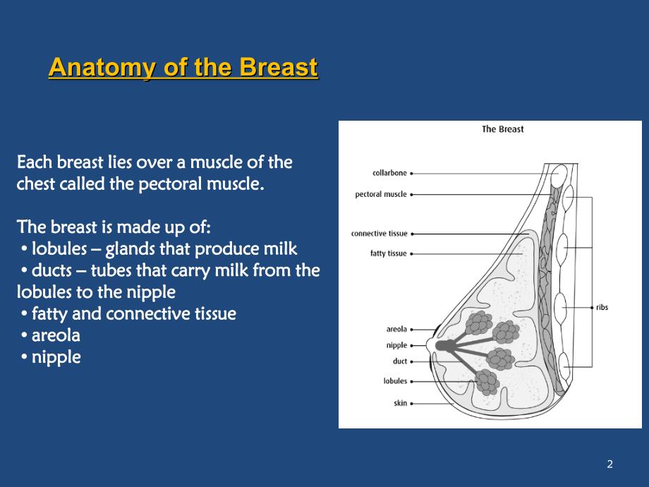 正常乳腺组织学（课堂PPT）_第2页