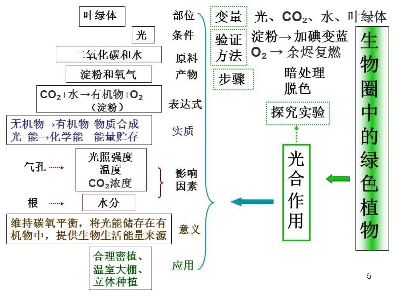 生物圈中的绿色植物的思维导图（课堂PPT）_第5页