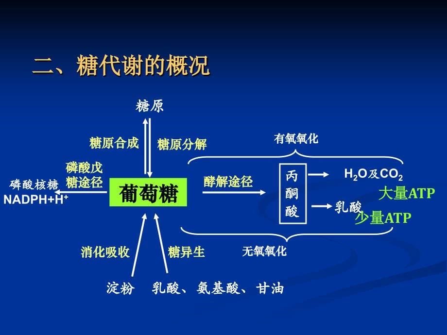 4、糖的有氧氧化_第5页