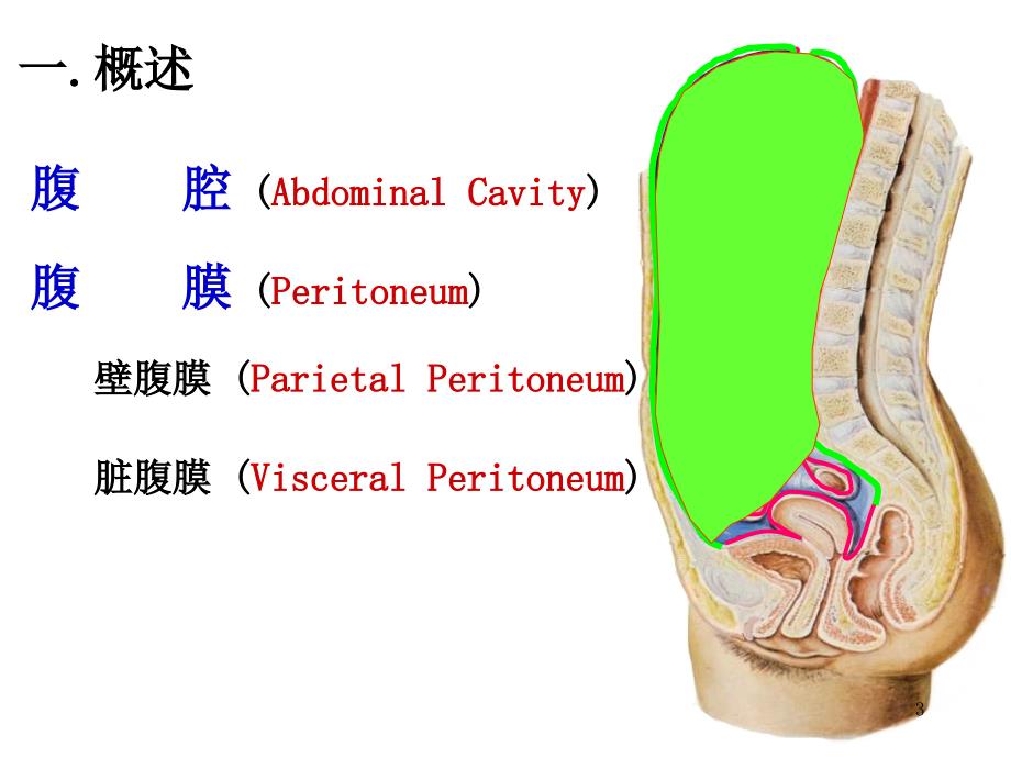 腹膜 系统解剖学（课堂PPT）_第3页