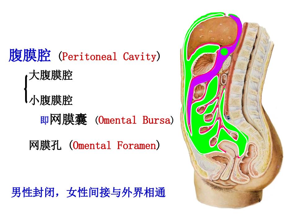 腹膜 系统解剖学（课堂PPT）_第4页