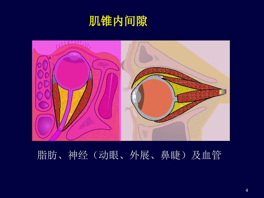 眼眶解剖基础与影像学定位诊断（课堂PPT）_第4页