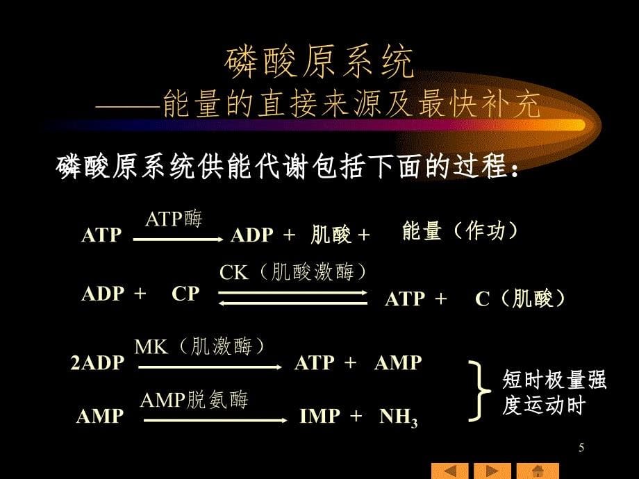 人体三大能量供应系统PPT_第5页