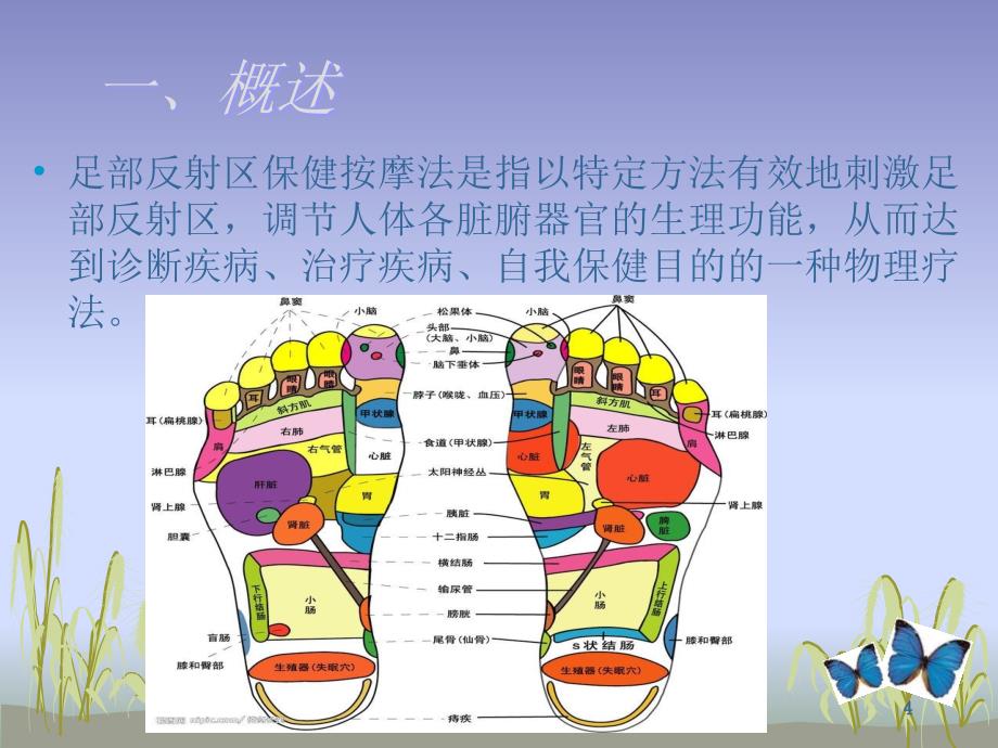 足部反射区疗法图解（课堂PPT）_第4页