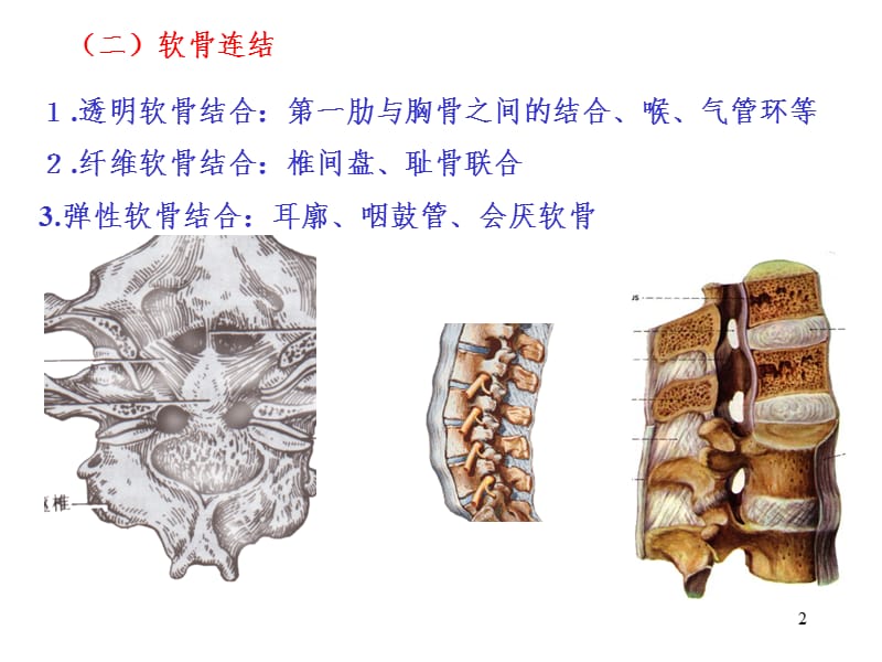 运动解剖学(关节)PPT_第2页