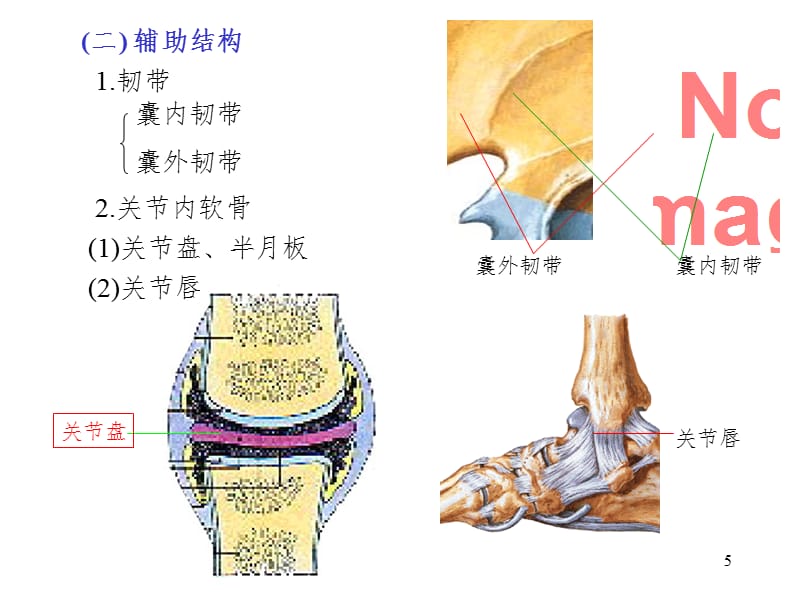 运动解剖学(关节)PPT_第5页