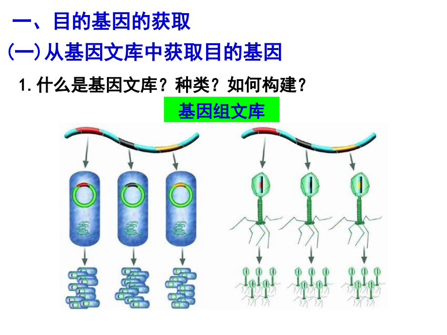 12基因工程的基本操作程序zl精编版_第3页