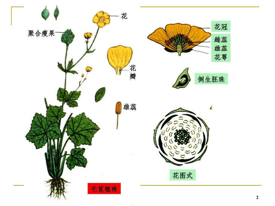 药用植物学被子植物代表植物PPT_第2页