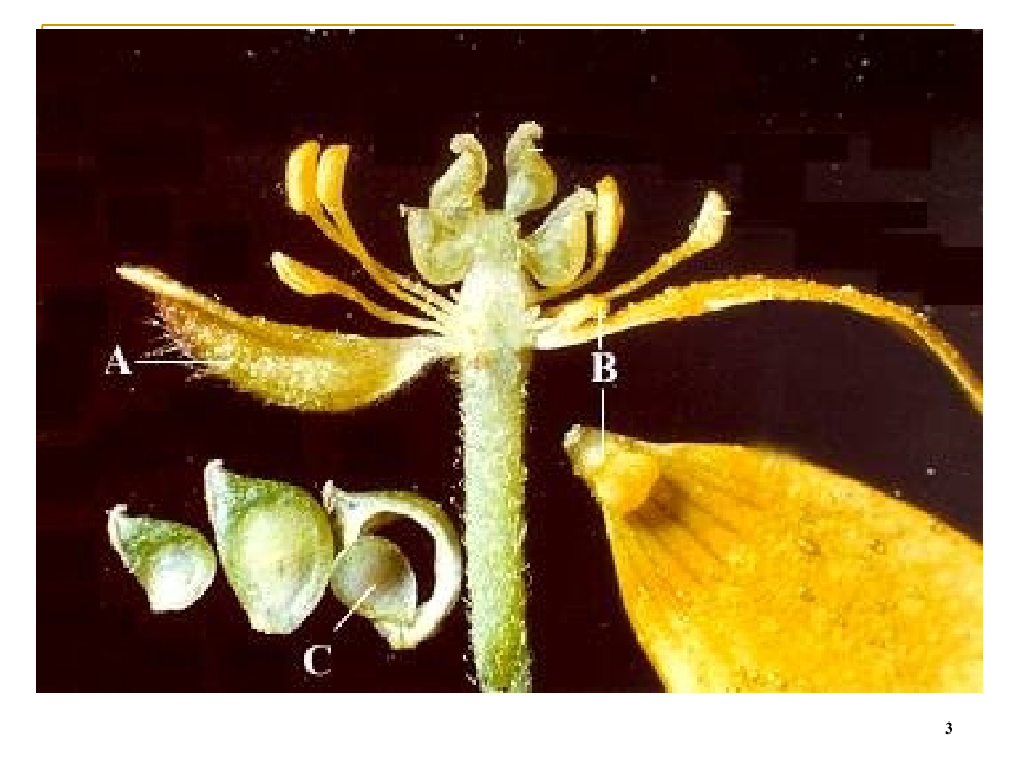 药用植物学被子植物代表植物PPT_第3页