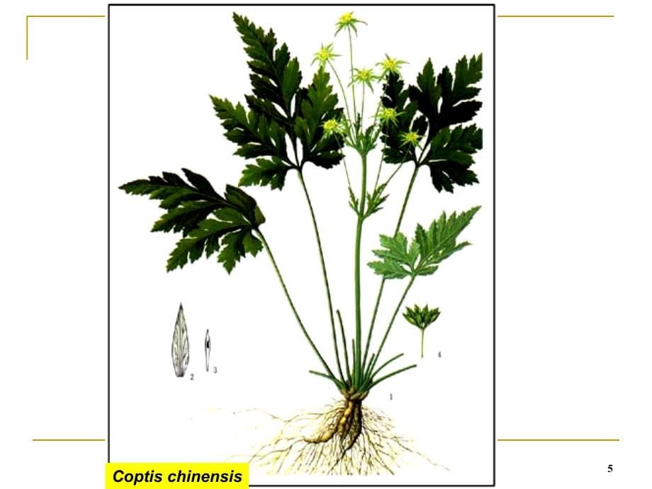 药用植物学被子植物代表植物PPT_第5页