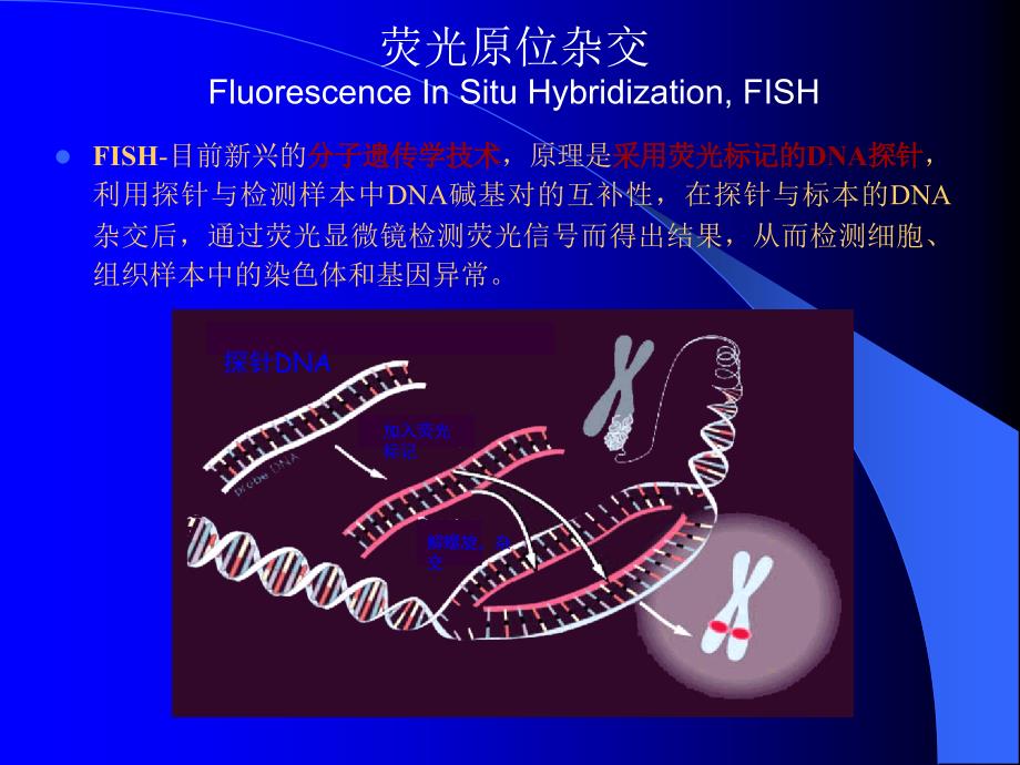 FISH技术在血液肿瘤中的应用PPT_第2页