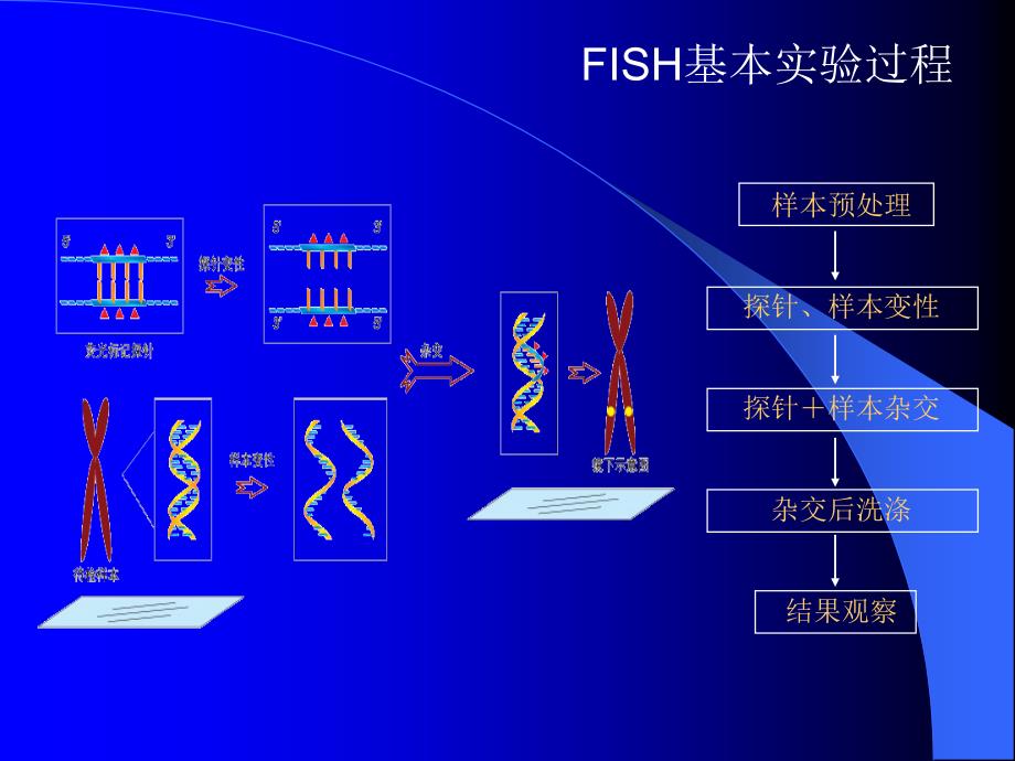 FISH技术在血液肿瘤中的应用PPT_第3页