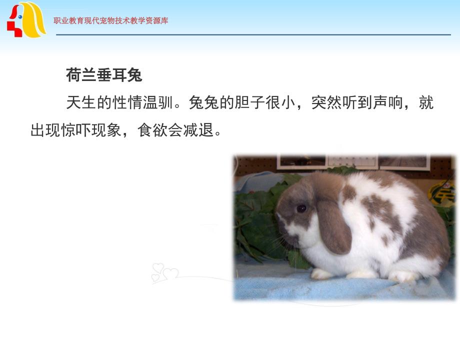 宠物兔品种特点课件_第3页
