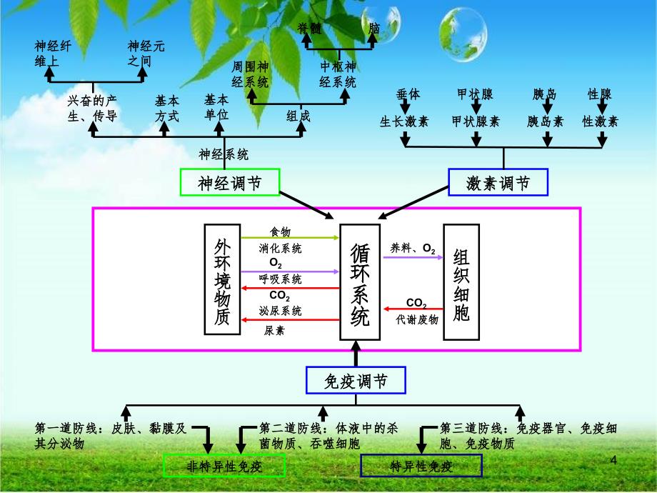 人体的四大系统PPT_第4页