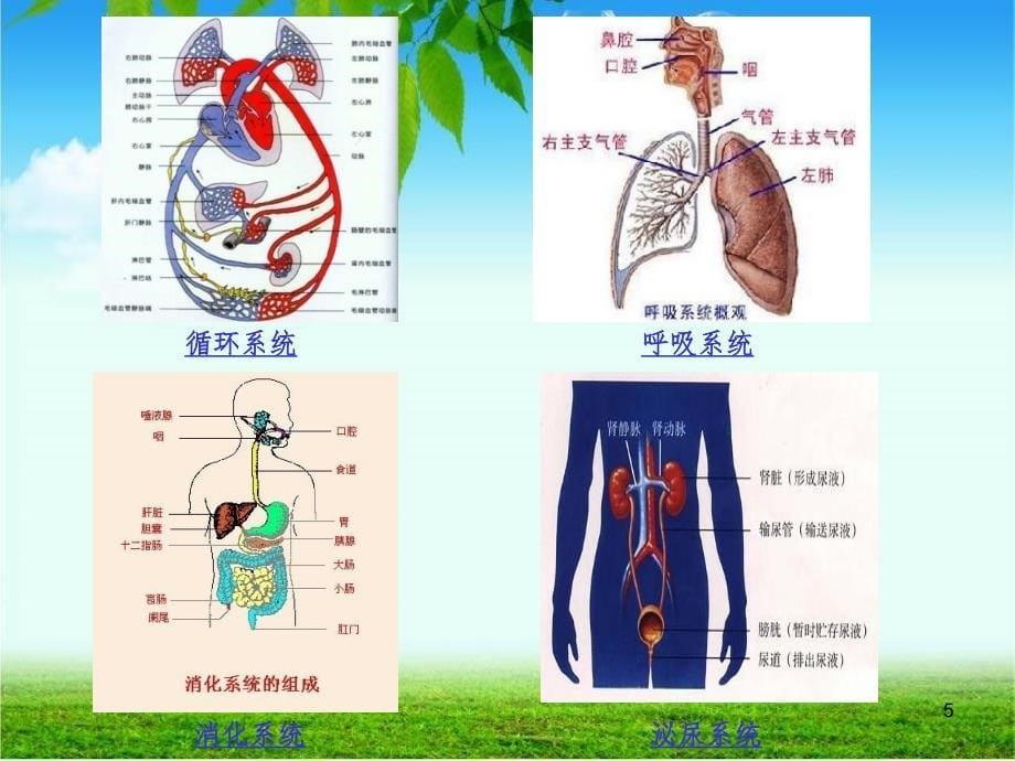 人体的四大系统PPT_第5页