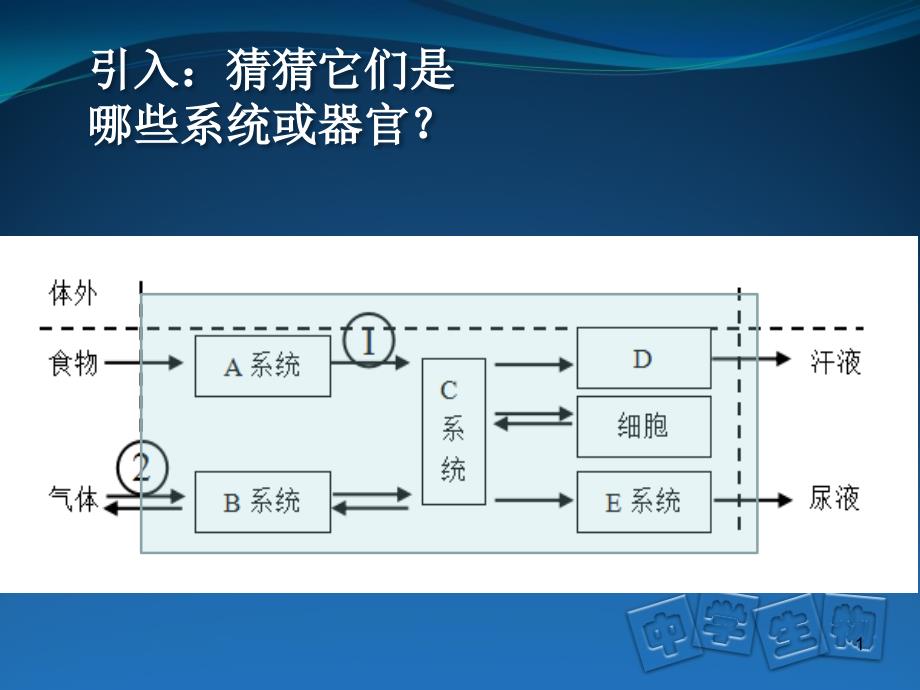 泌尿系统结构及尿液形成过程PPT_第1页