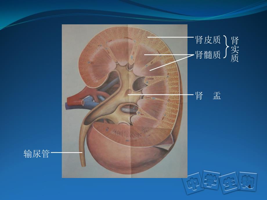 泌尿系统结构及尿液形成过程PPT_第4页