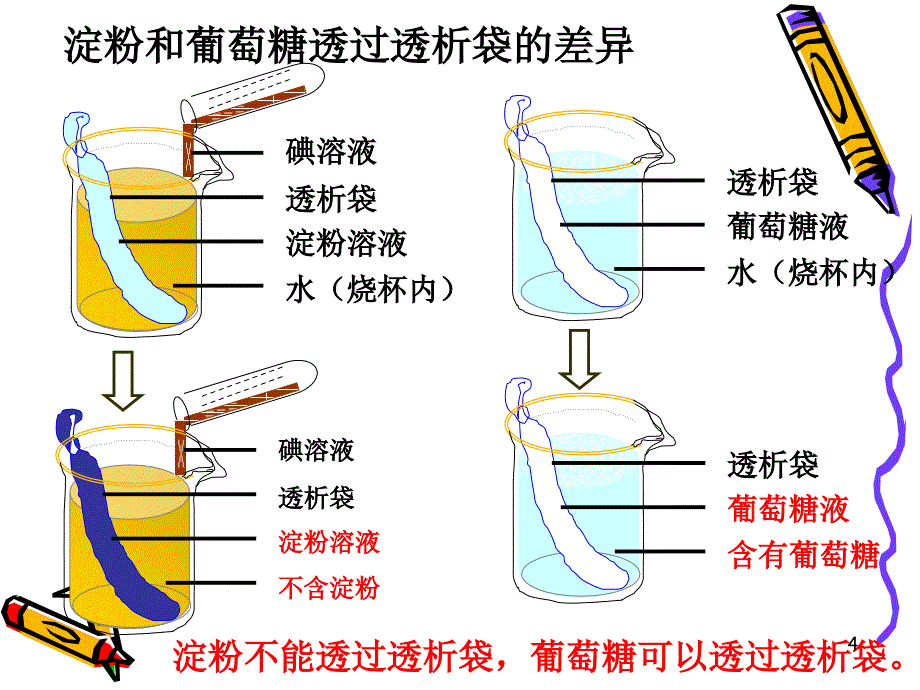 食物的消化和营养物质的吸收（课堂PPT）_第4页