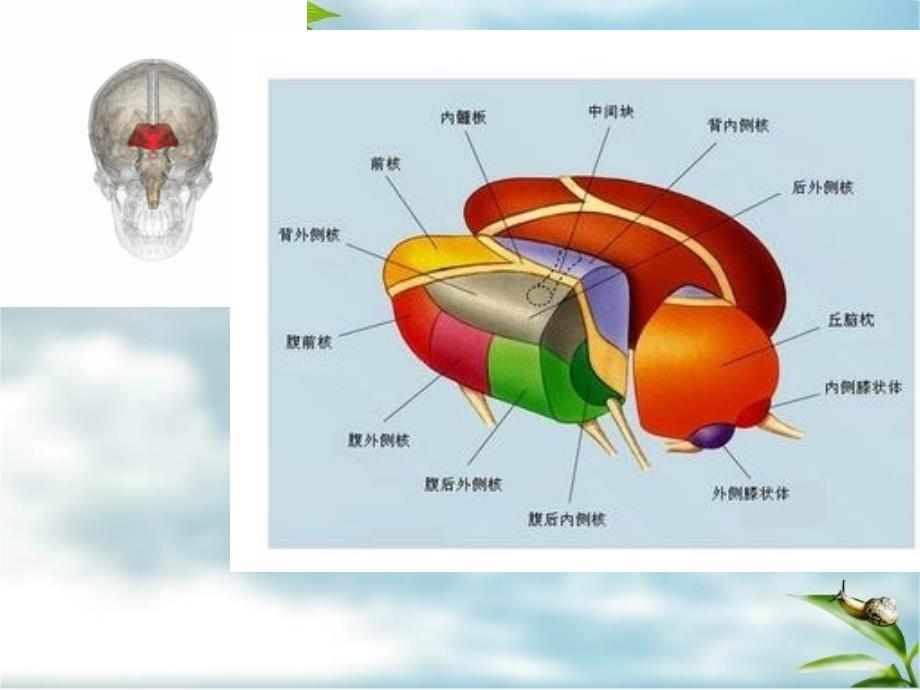 丘脑供血动脉及丘脑梗死PPT_第3页