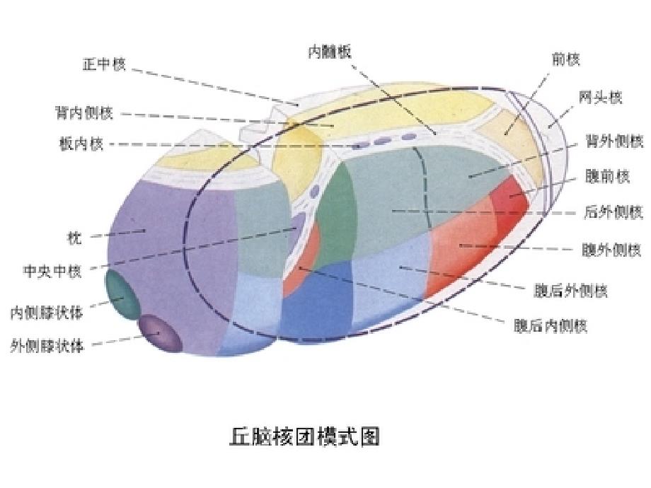 丘脑供血动脉及丘脑梗死PPT_第4页