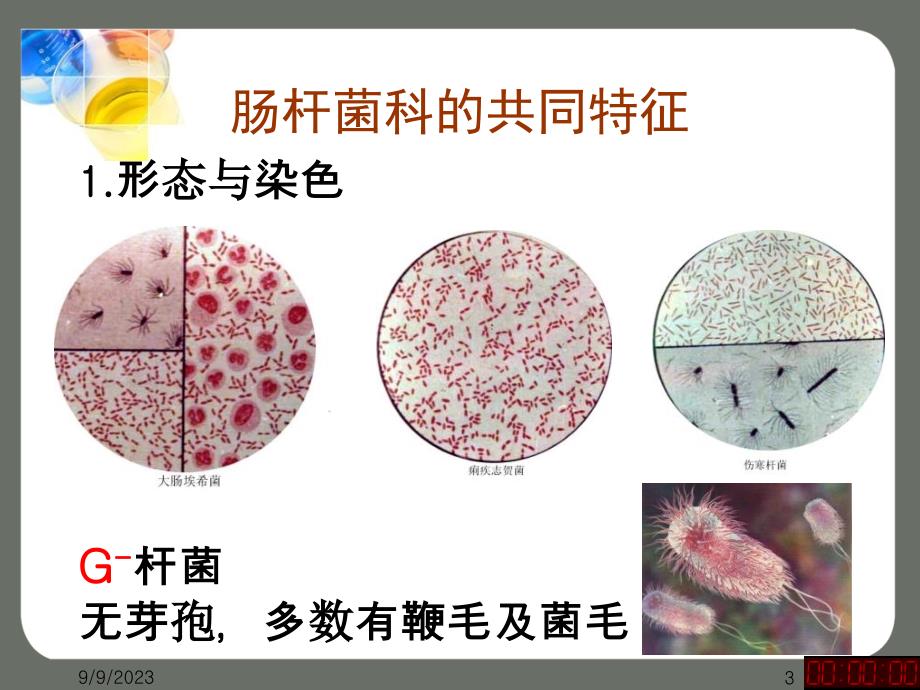 肠杆菌科教学材料_第3页