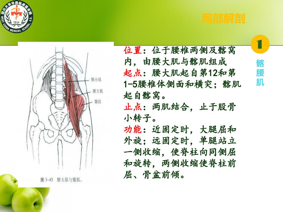 下交叉综合征 PPT_第2页